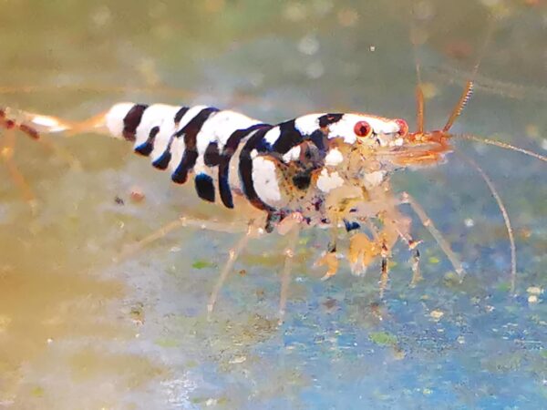GALAXY BLACK FANCY TIGER - 1.0 CM